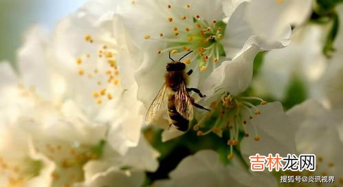 维持大群的中蜂品种有哪些,如何培育中蜂大群