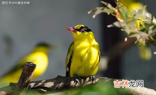 维持大群的中蜂品种有哪些,如何培育中蜂大群