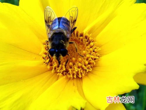 维持大群的中蜂品种有哪些,如何培育中蜂大群