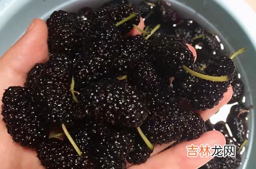 桑葚吃不完用什么办法保存,桑葚长期储存的方法