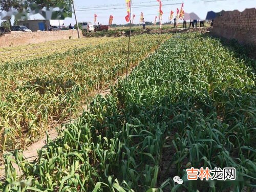 蒜苔怎么拔又快又不断 怎么拔蒜苔,怎么拔蒜苔不会断