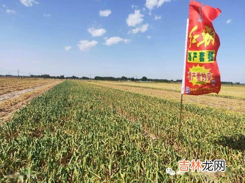 蒜苔怎么拔又快又不断 怎么拔蒜苔,怎么拔蒜苔不会断