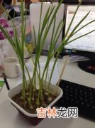 蒜苔怎么拔又快又不断 怎么拔蒜苔,怎么拔蒜苔不会断