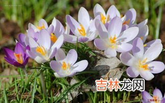 西红花和藏红花的区别,西红花和藏红花的区别有哪些？
