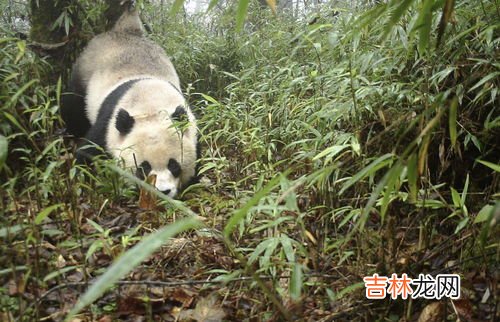 国际蜂是什么梗,蜜蜂是关于什么的梗?