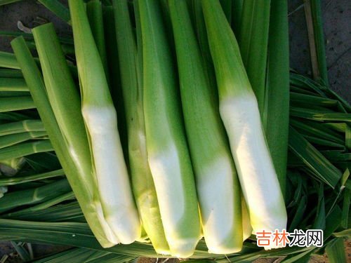 茭白是什么植物,茭白是什么