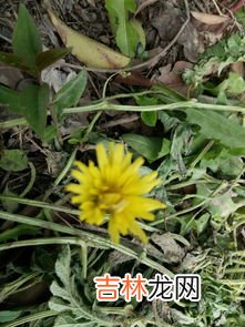 刺菜的功效和作用禁忌,刺儿菜是什么?有什么作用吗?