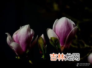 报恩，表达爱意 玉兰花的花语和寓意是什么,玉兰花的寓意是什么 玉兰花花语与传说故事