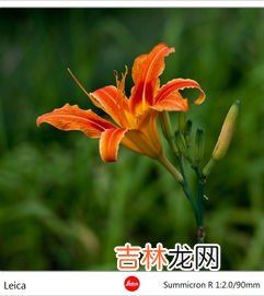 黄花菜都凉了是什么意思,黄花菜都凉了是什么意思