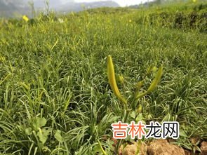 黄花菜都凉了是什么意思,黄花菜都凉了是什么意思