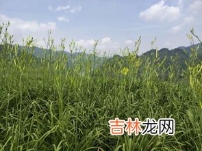 黄花菜都凉了是什么意思,黄花菜都凉了是什么意思