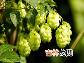 啤酒花是什么含酒精吗,酒花里有酒精吗?