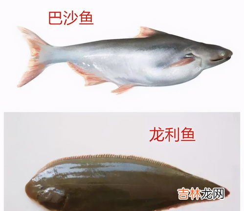 龙利鱼和巴沙鱼的区别是什么,龙利鱼和巴沙鱼的区别在哪