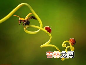 手机微距摄影技巧,如何用手机微距摄影