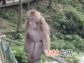 峨眉山猴子,为什么说现在峨眉山没有大型猴子了