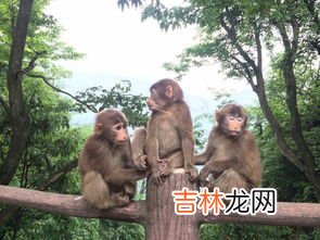 峨眉山猴子,为什么说现在峨眉山没有大型猴子了