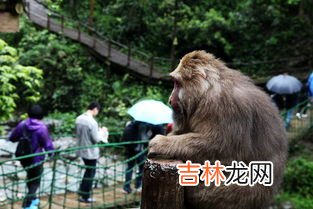 峨眉山猴子,为什么说现在峨眉山没有大型猴子了