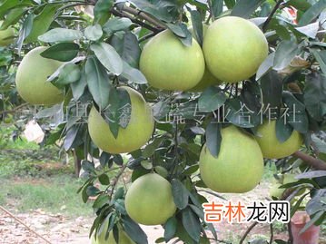 红柚子的功效与禁忌,柚子的功效与作用及食用禁忌