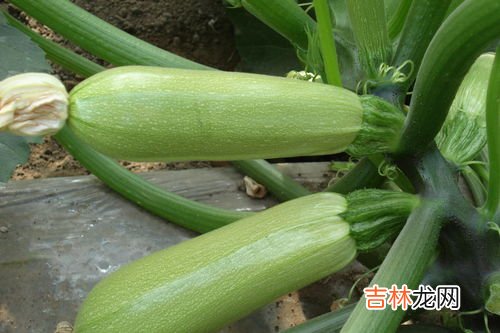 西葫芦和茭瓜的区别是什么,西葫芦和茭瓜的区别是什么?