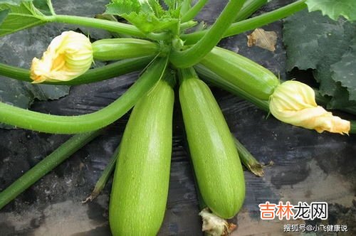 西葫芦和茭瓜的区别是什么,西葫芦和茭瓜的区别是什么?