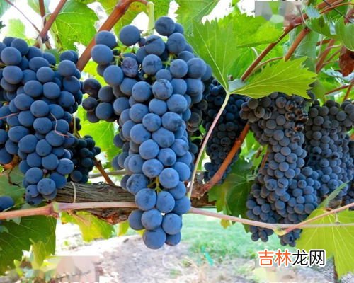 地理知识 白垩土是什么,这是什么物质？