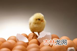 瓠子不能和什么同吃,瓠子不能和什么一起吃 瓠子为何不能和茄子在一起吃