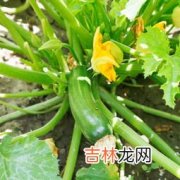 兰花豆不能和什么一起吃,兰花豆不能和什么食物一起吃 兰花豆的饮食禁忌