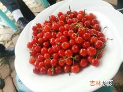 桑葚和小龙虾能一起吃吗,小龙虾和什么水果不能一起吃 小龙虾不宜与哪些水果一起吃