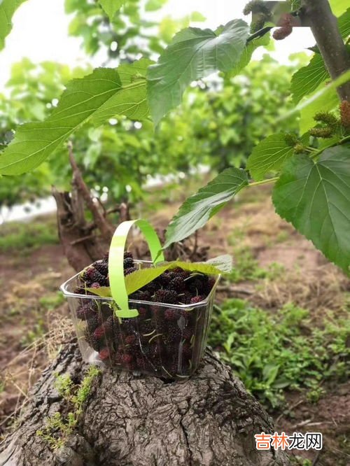 桑葚和小龙虾能一起吃吗,小龙虾和什么水果不能一起吃 小龙虾不宜与哪些水果一起吃