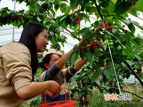 桑葚和小龙虾能一起吃吗,小龙虾和什么水果不能一起吃 小龙虾不宜与哪些水果一起吃