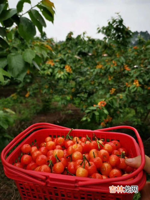桑葚和小龙虾能一起吃吗,小龙虾和什么水果不能一起吃 小龙虾不宜与哪些水果一起吃