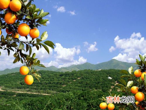 褚橙和赣南脐橙对比,全国橙子排名