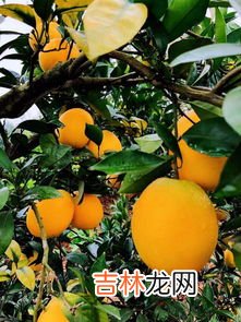 褚橙和赣南脐橙对比,全国橙子排名