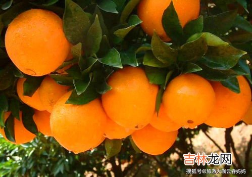 褚橙和赣南脐橙对比,全国橙子排名