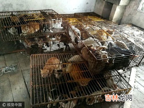 诱捕田螺用什么诱饵,诱捕石螺方法有哪些?