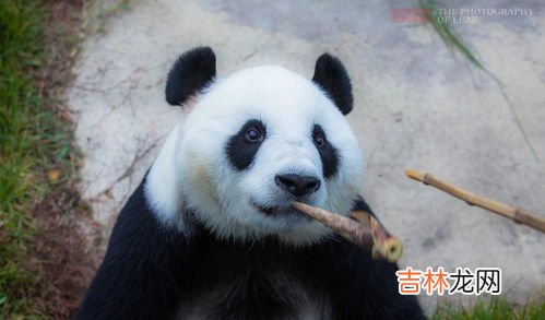 世界各地大熊猫大概是多少,全世界共有几只熊猫?