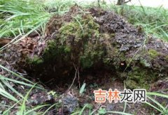 地皮菜可以种植吗,有谁知道地皮菜怎么种植的？求教