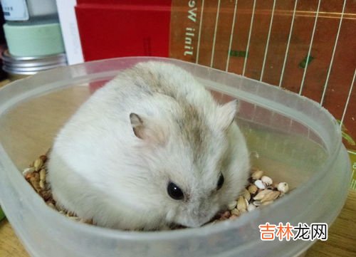 仓鼠喝水吗,仓鼠喝水吗