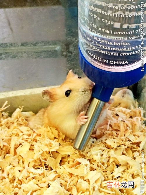 仓鼠喝水吗,仓鼠喝水吗