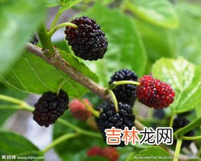 桑葚如何快速晒干,桑葚如何快速晒干