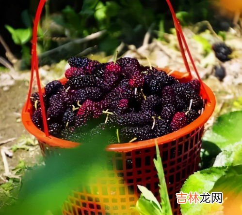桑葚如何快速晒干,桑葚如何快速晒干