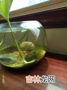 河蚌吃什么,河蚌吃什么