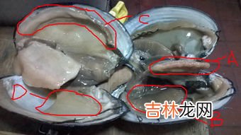 河蚌吃什么,河蚌吃什么