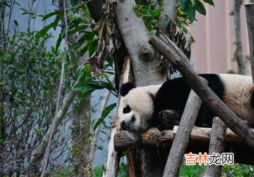 熊猫基地考虑建黑名单制度,旅游黑名单制度是什么