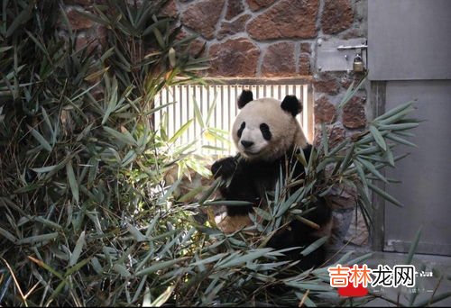熊猫基地考虑建黑名单制度,旅游黑名单制度是什么