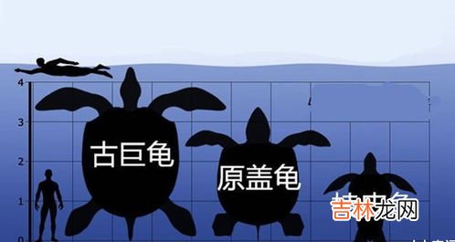 古巨龟是什么,古巨龟是什么时候灭绝的?