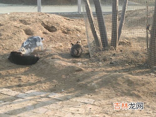 动物园规则怪谈什么意思,动物园守则是什么梗?