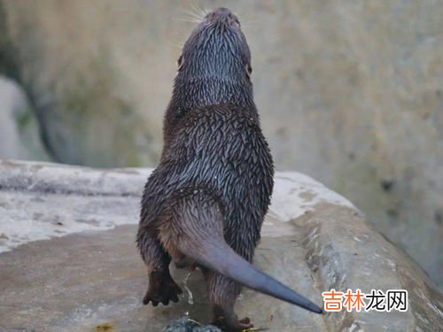 牛的尾巴有什么作用,牛的尾巴有什么特点,有什么作用