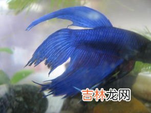 牛的尾巴有什么作用,牛的尾巴有什么特点,有什么作用