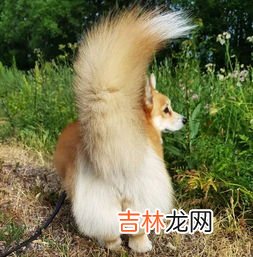 牛的尾巴有什么作用,牛的尾巴有什么特点,有什么作用